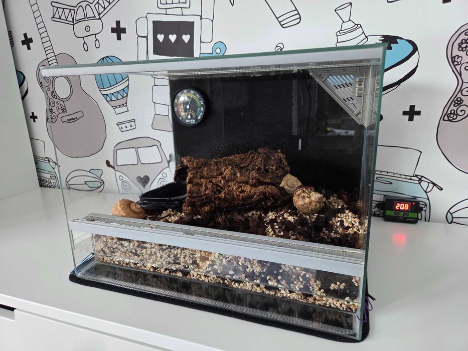 Krab pustelnik z terarium i akcesoriami