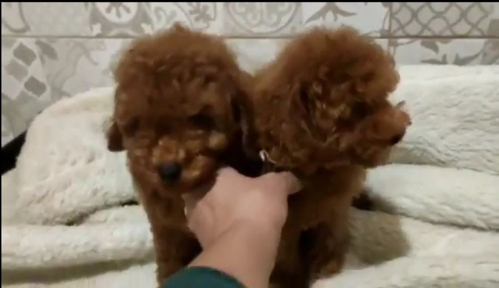 Вязка с 25 см. той-пуделем