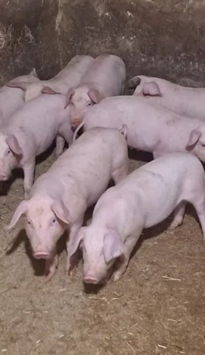Продам поросят малих і великий