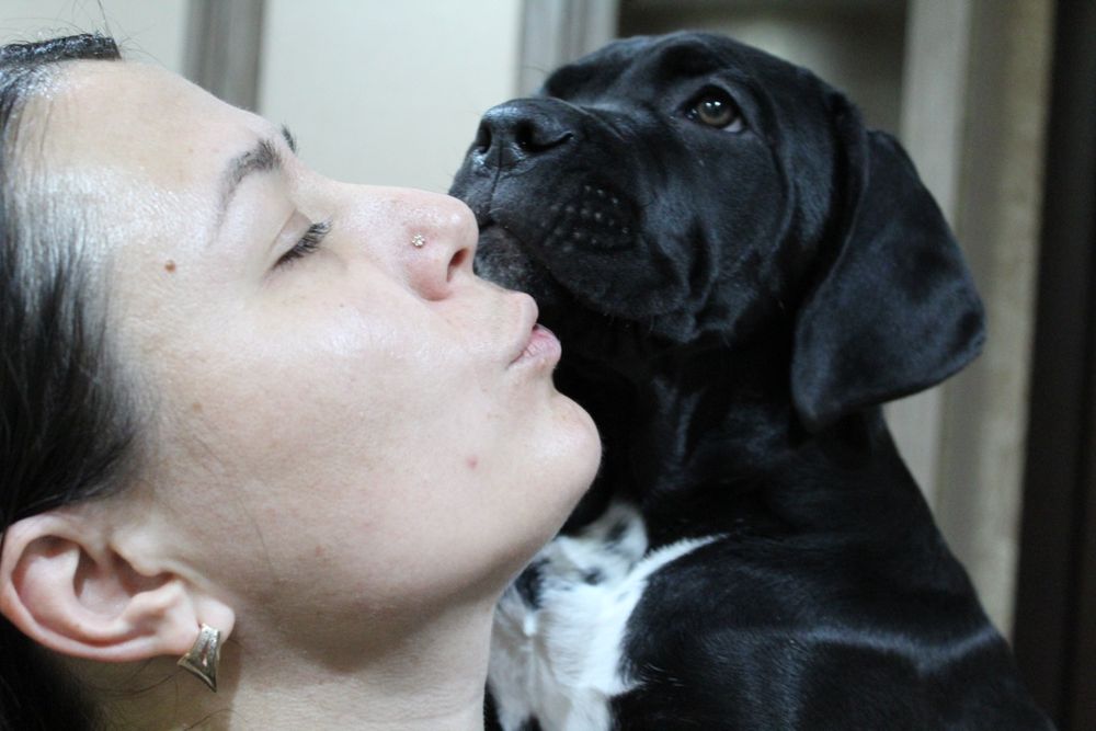 Цуценята кане корсо