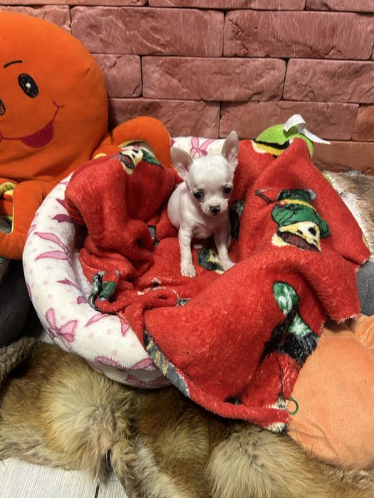 Mini chłopiec Chihuahua z rodowodem