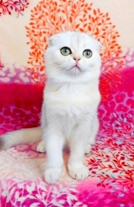 Чарівна дівчинка Срібляста куколка