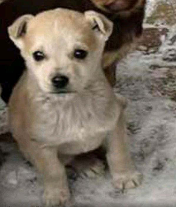 Цуценятка у хороші руки