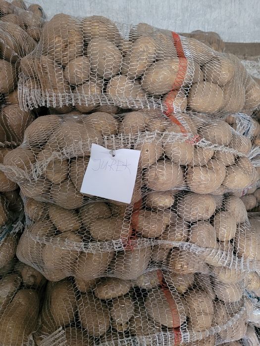 Ziemniaki jadalne duże