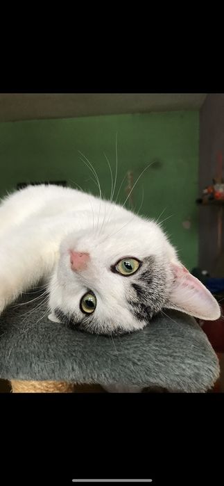 ‼️‼️Nadal szukana ‼️‼️