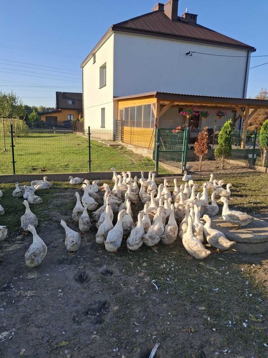 Sprzedam kaczki mięsne