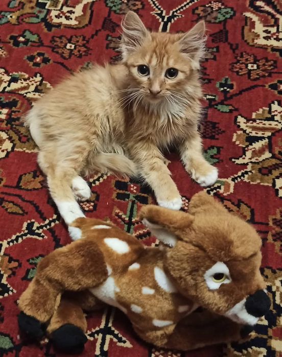 Передержка, Перетримка тварин