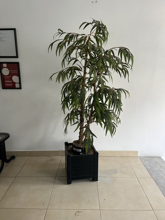 Floreiras com plantas REAIS/VERDADEIRAS