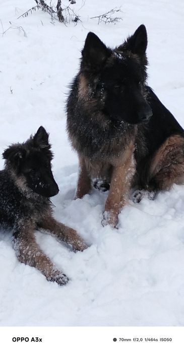 Продаж до  німецьких цуценят