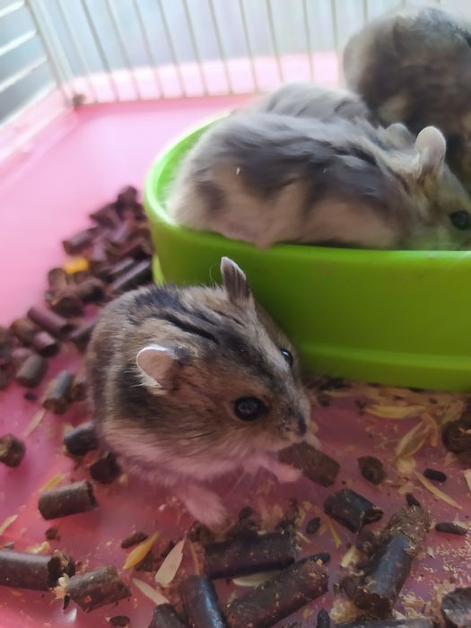 Джунгарский хомяк