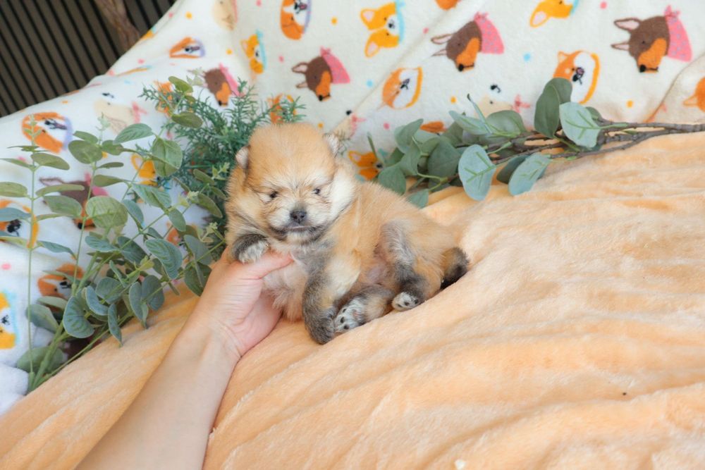 Lulu da Pomerânia.  Mini. Pedigree. Lop e Afixo Perfeito