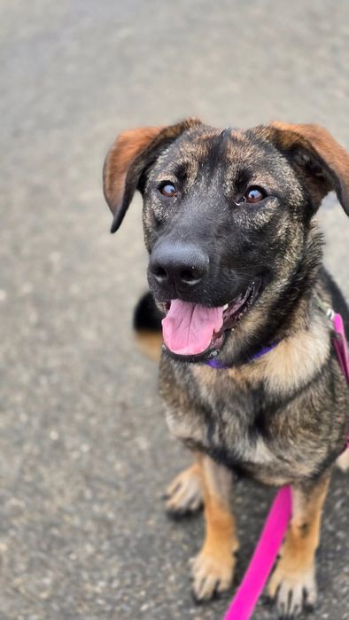 Azja przekochana młoda sunia