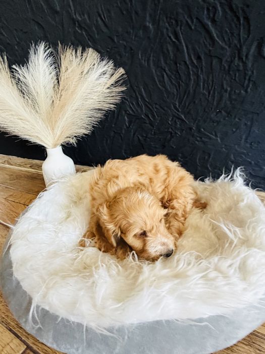 Cockapoo- cocker spaniel - pudel