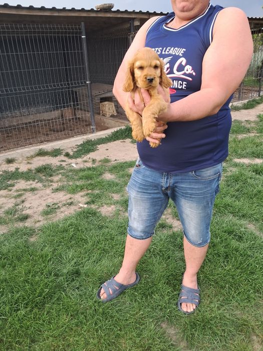 Szczeniak cocker spaniel