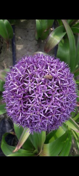 Allium globemaster cebulki czosnku ozdobnego