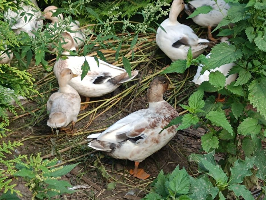 Kaczki Call duck