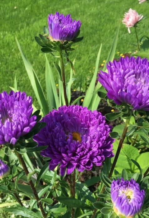 АКЦИЯ! Газон ЖАРА Универсал засухоустойчивый 1кг для озеленения семена