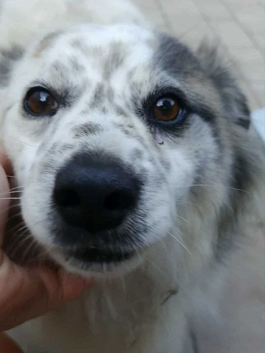 Adopcja, każde życie zasługuje na dom i ciepło