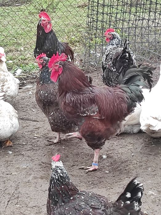 Кури лівенські ситцеві, яйце інкубаційне