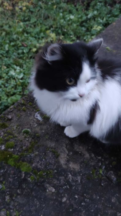 Чорно-біла кішечка шукає дім