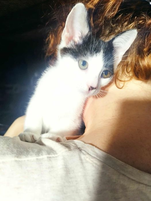 Kocięta do adopcji!