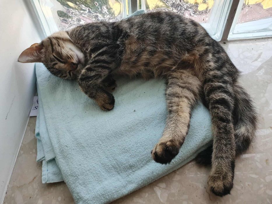 Piekna Szprotka szuka domku