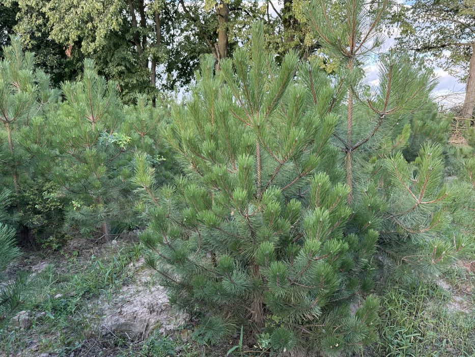 Sosna czarna 200cm