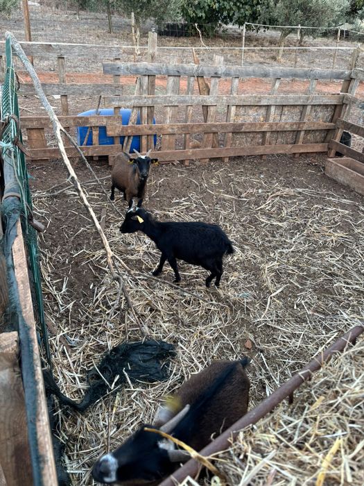 Vendo cabras e uma cabrita anas