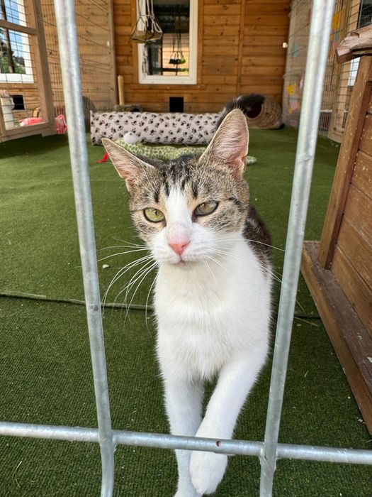 Kotka Tamara pilnie czeka na dom