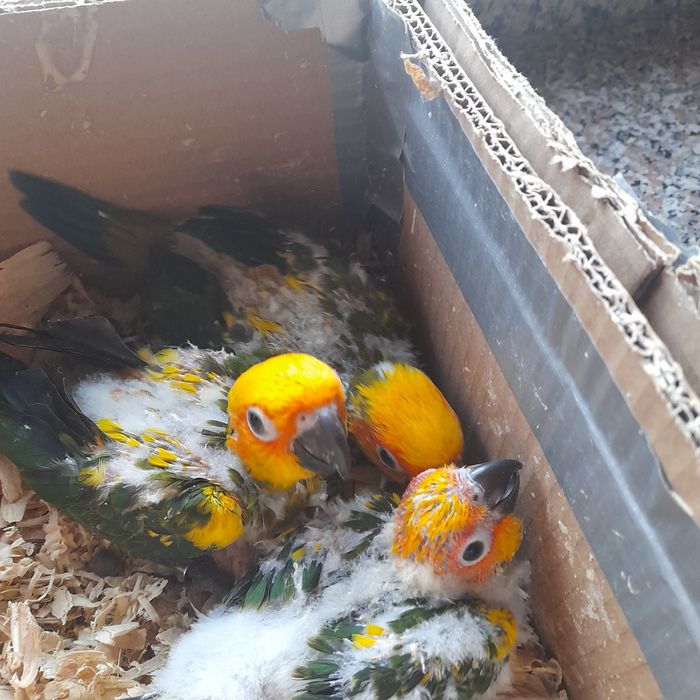 Aratinga sol  bebés