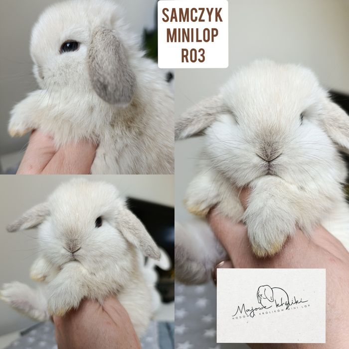 Królik króliczek mini lop hodowla zarejestrowana 910-P