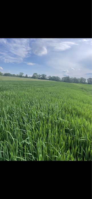 Sprzedam owies Bingo zbiór 2025