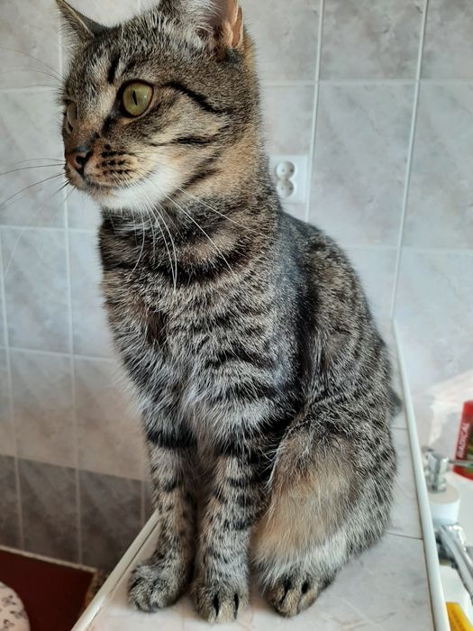 Kotka około  2,4 mce  do adopcji