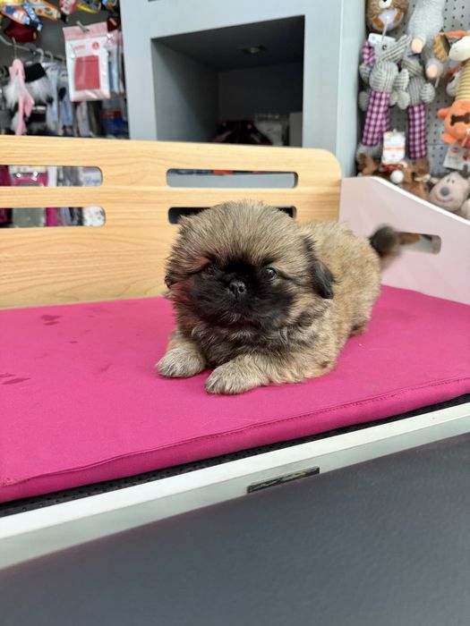 Pequines menino lindo