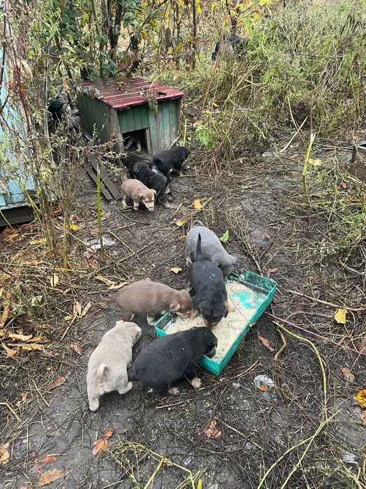 Цуценята в добрі руки