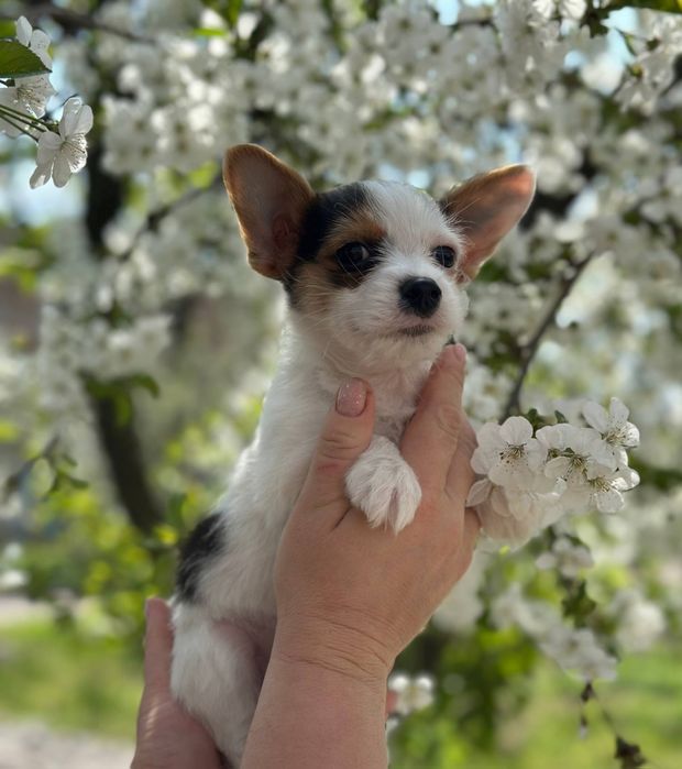 Чихуа-хуа хлопчик