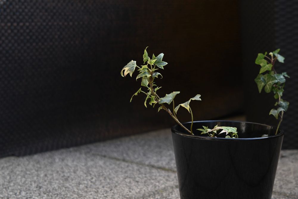 Auto Rikenon 2.8/55 M42 | Stan BDB - Po czyszczeniu!