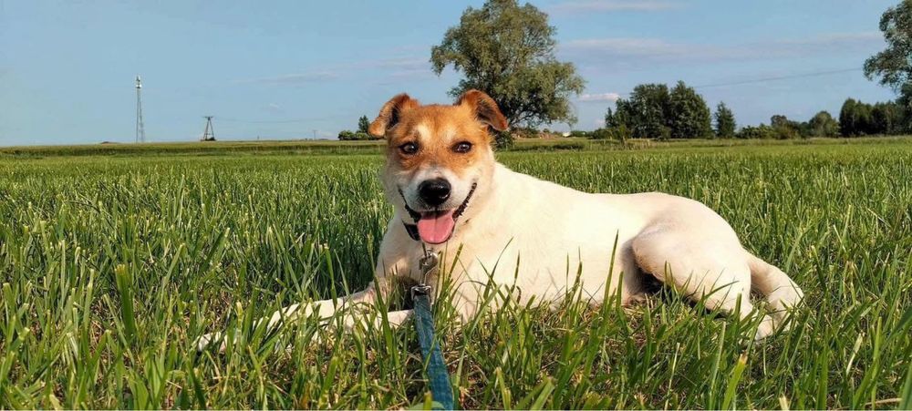 Pies kundelek Łatek