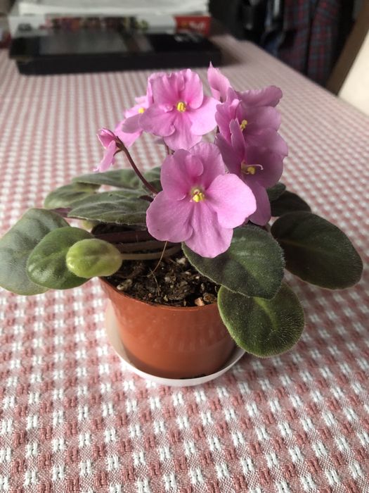 Fiołek afrykański różowy