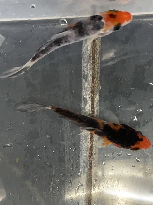 Carpa Koi  7/8cm