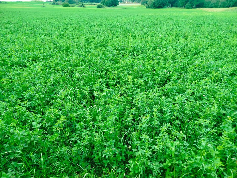 Sprzedam bele sianokiszonki z lucerny z koniczyną i trawą
