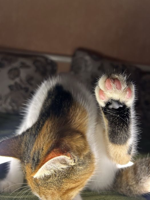 Віддам у добрі руки кішечку