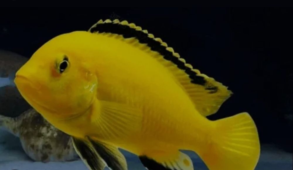 Caruelus yelow  bolmw xl