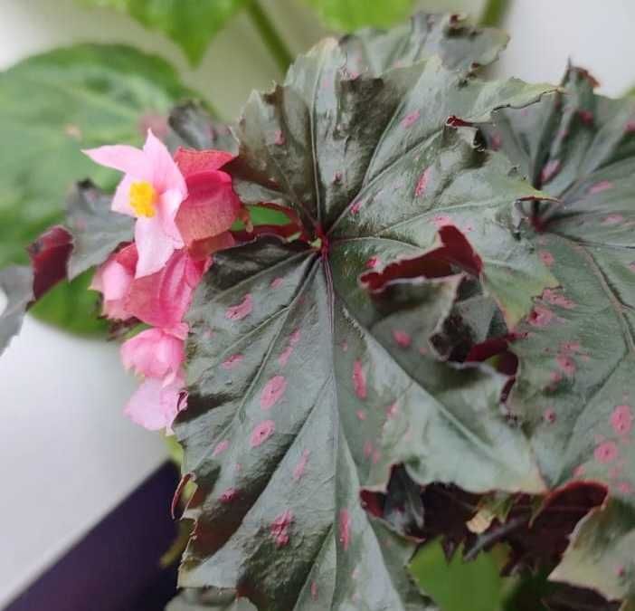 Begonia serratipetala