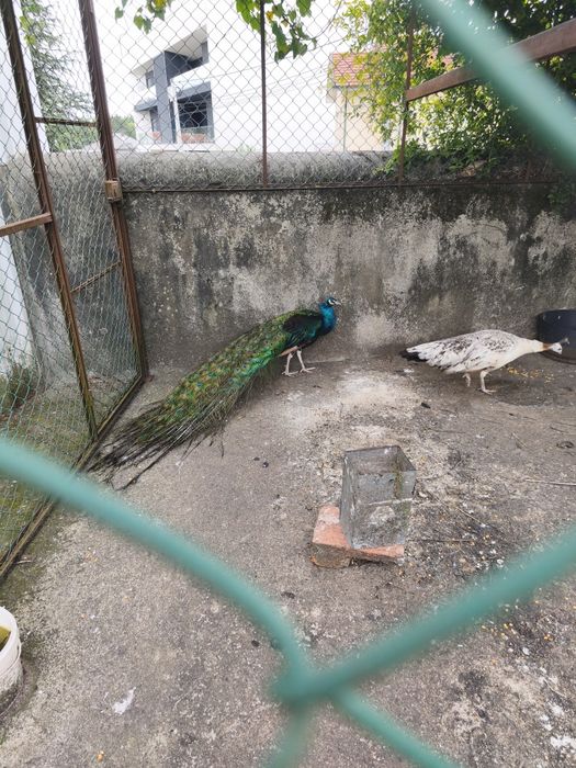 Vendo pavão asa negra
