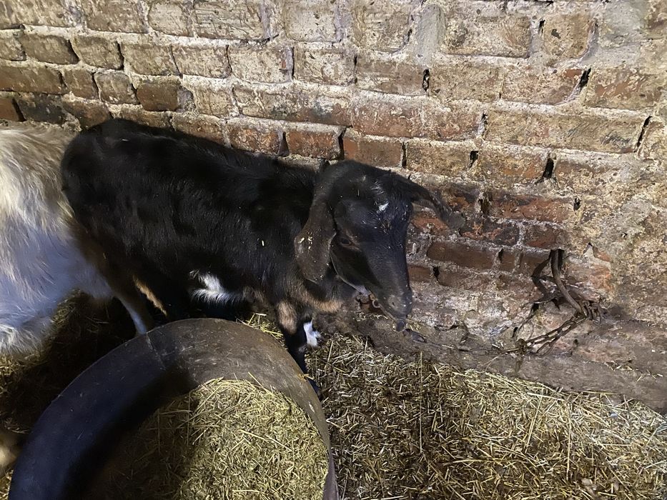 Продам козу нубійка