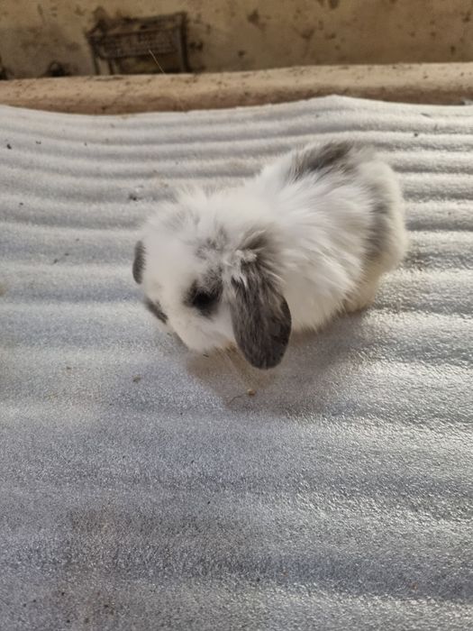 Kit coelhos anoes orelhudos puros na minha criacao na Benedita