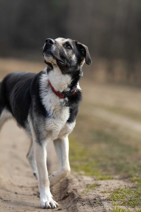 Bercik około 5 letni mieszaniec do adopcji