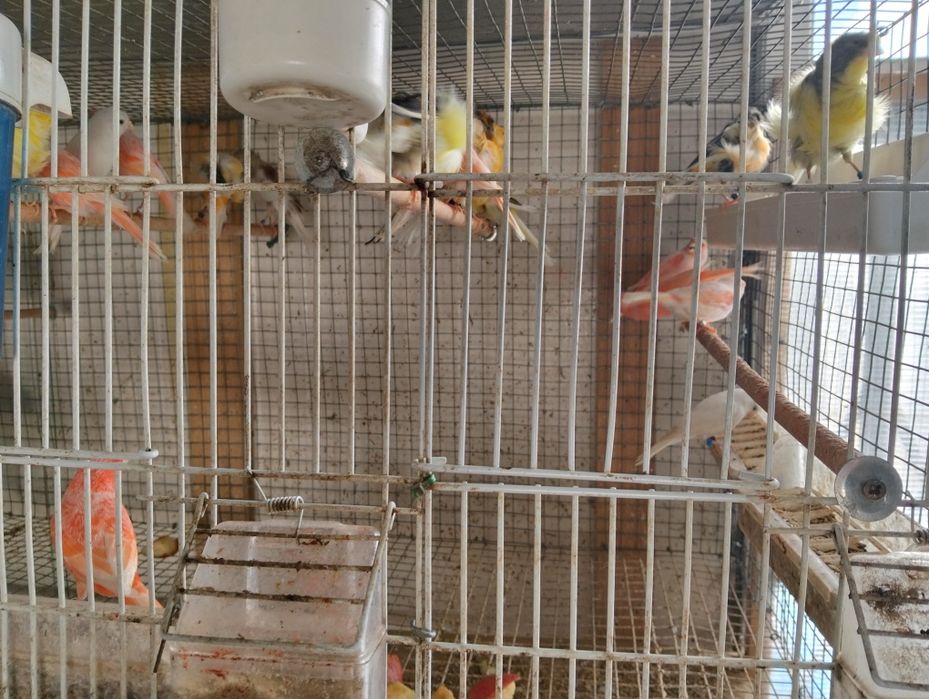 Canários Arlequim macho e fêmea