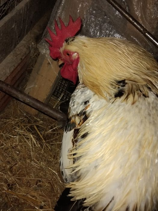 Garniso macho adulto